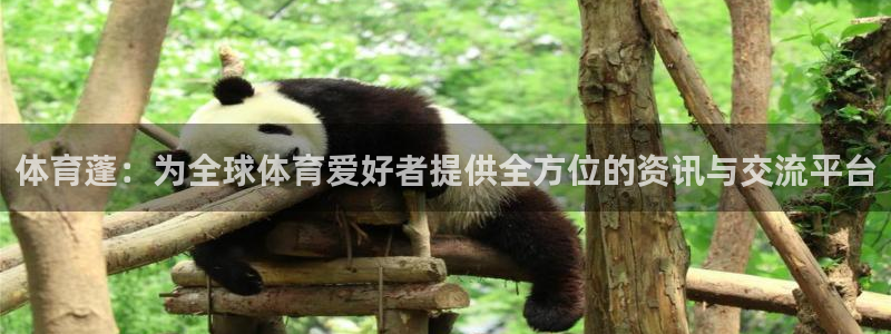 体育蓬：为全球体育爱好者提供全方位的资讯与交流平台