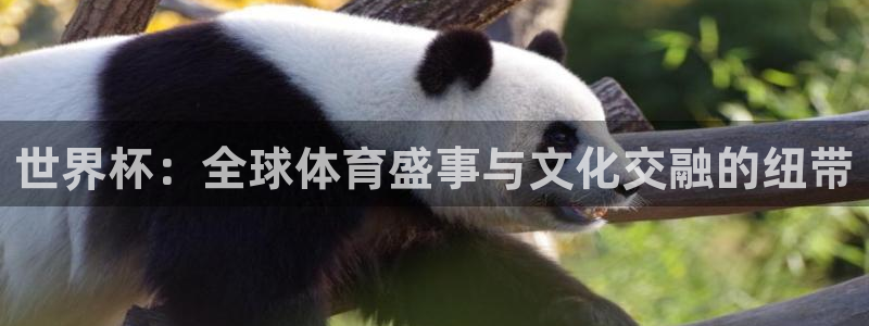 世界杯：全球体育盛事与文化交融的纽带