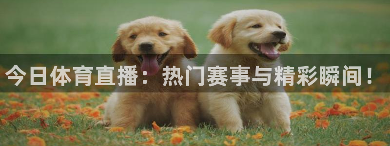 今日体育直播：热门赛事与精彩瞬间！